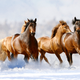 Image for article titled Researchers Suggest Wild Horses Don’t Have To Worry About Any Of This